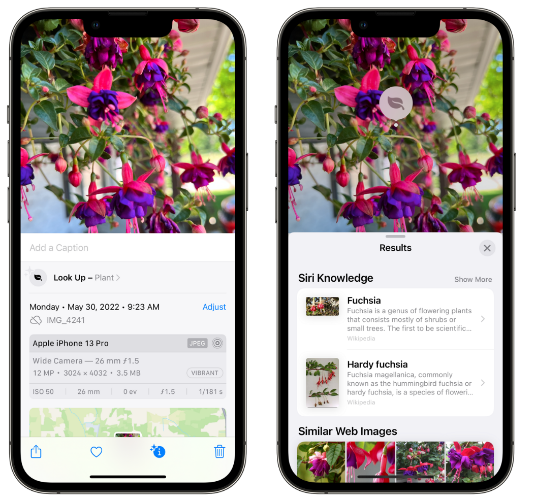 尧都苹果手机维修分享小技巧：使用 iPhone 相机识别花卉植物 